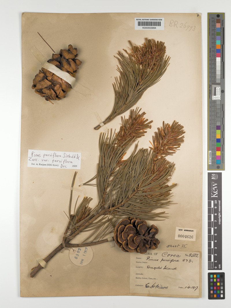 Pinus parviflora var. parviflora photo 6