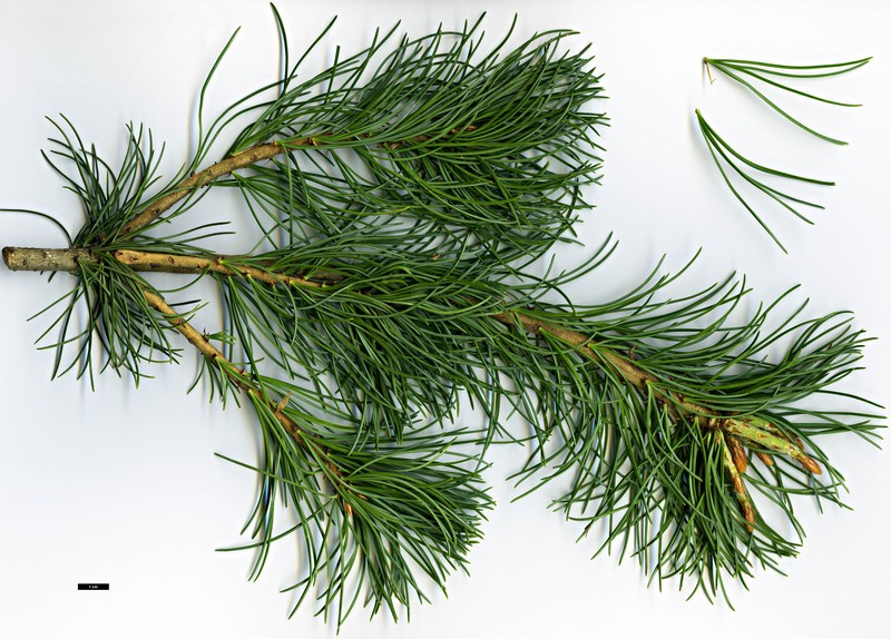 Pinus parviflora var. pentaphylla