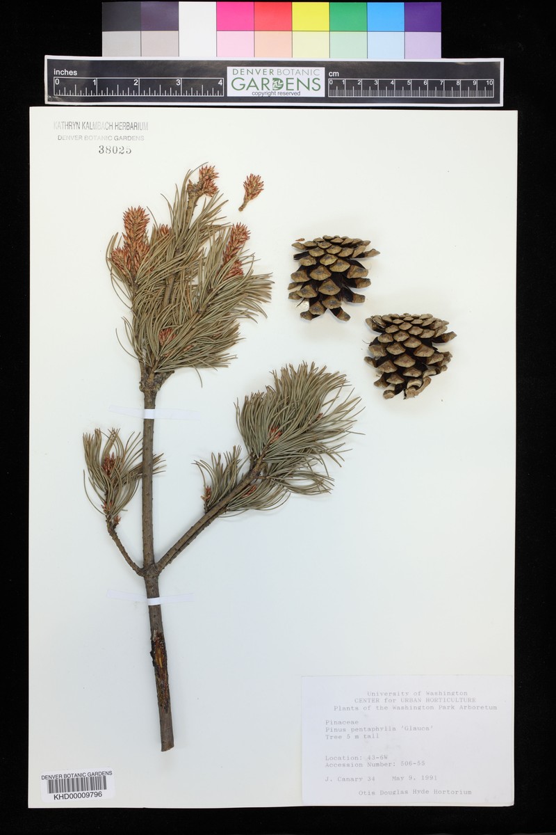 Pinus parviflora var. pentaphylla photo 2