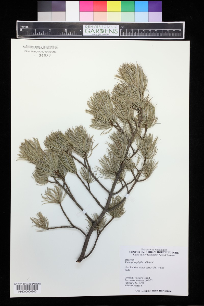 Pinus parviflora var. pentaphylla photo 3