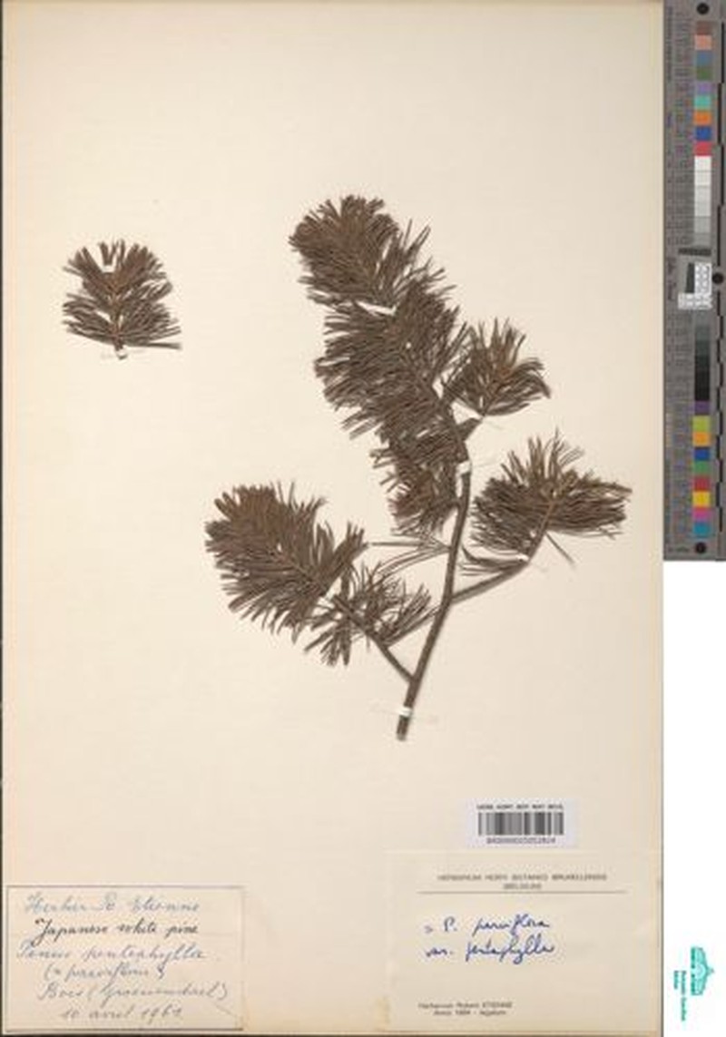 Pinus parviflora var. pentaphylla photo 4