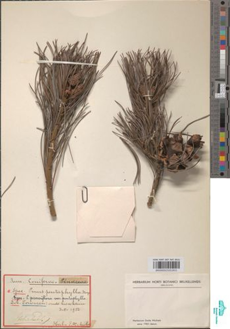 Pinus parviflora var. pentaphylla photo 5