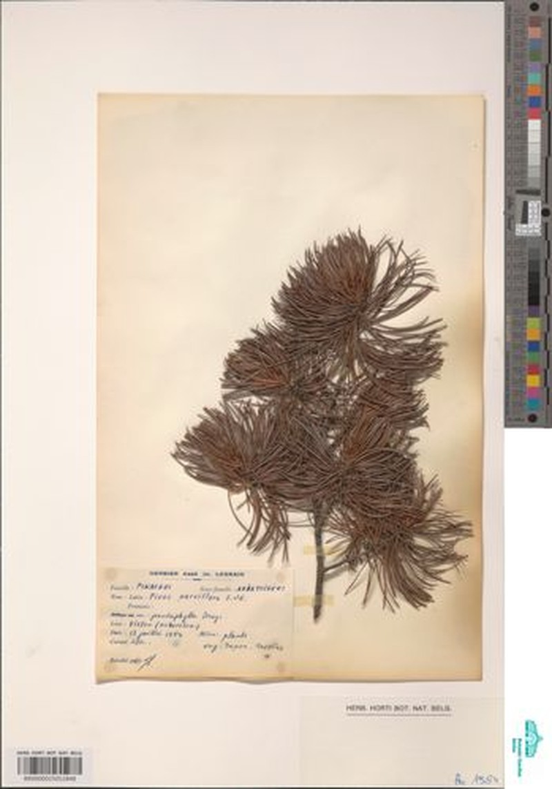 Pinus parviflora var. pentaphylla photo 6