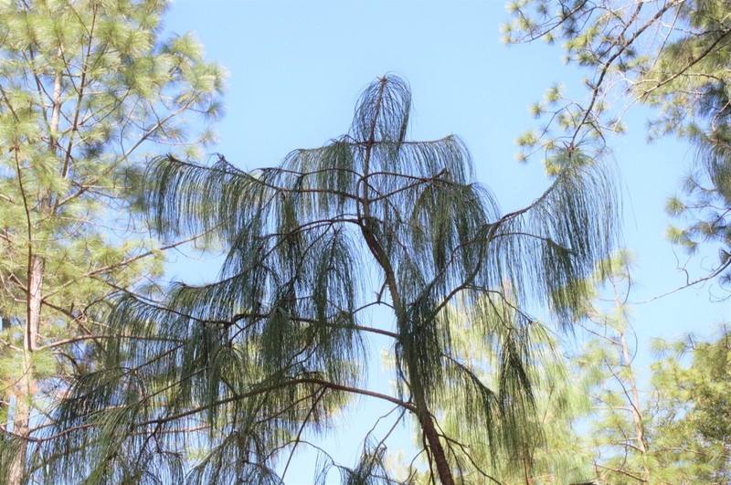 Mexican Weeping Pine photo 2