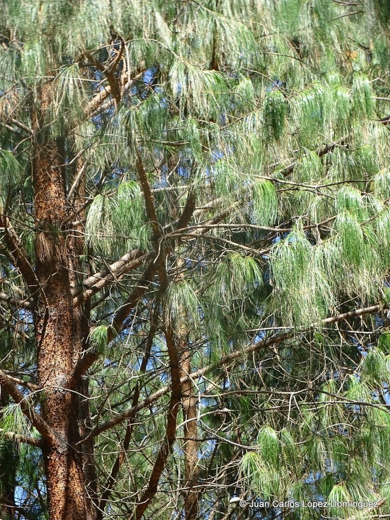Mexican Weeping Pine photo 3