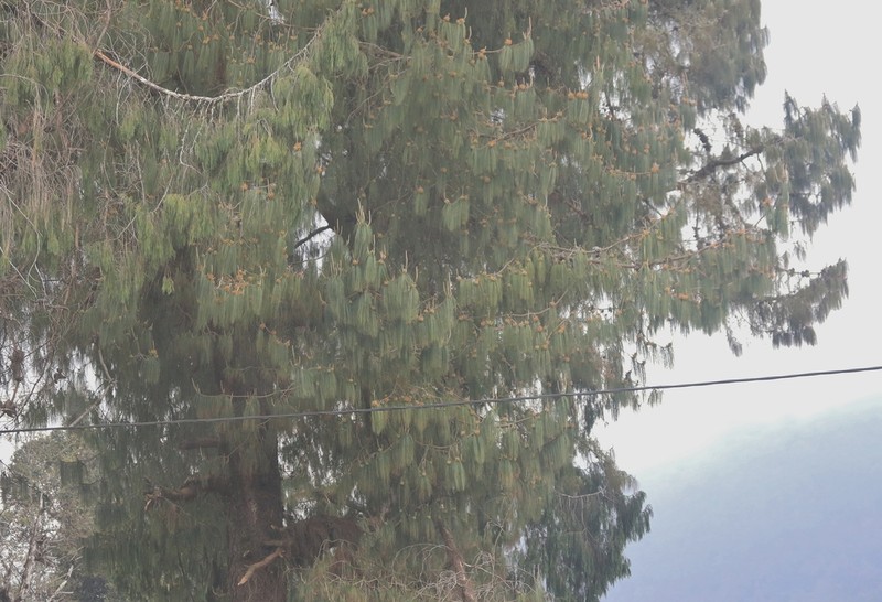 Mexican Weeping Pine photo 4