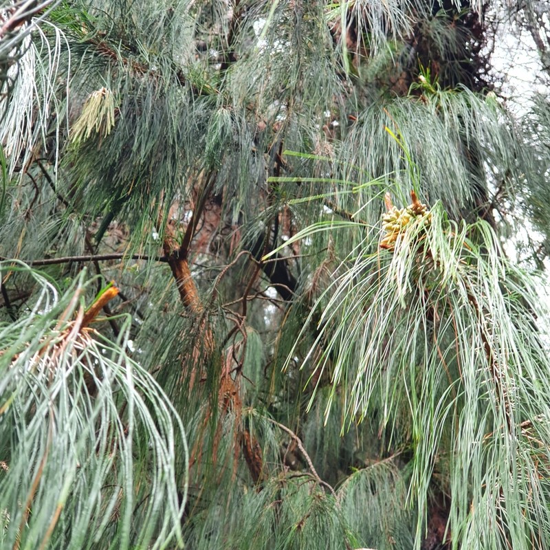 Mexican Weeping Pine photo 5