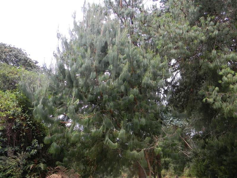 Mexican Weeping Pine photo 6