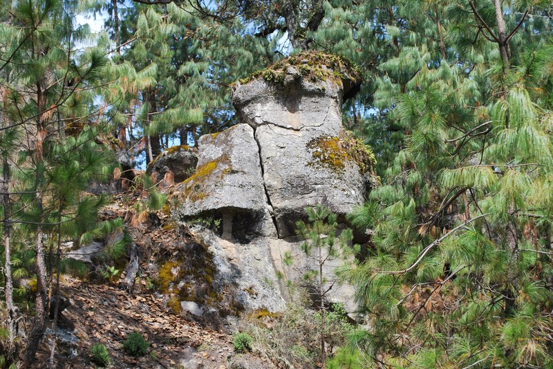Mexican Weeping Pine photo 5