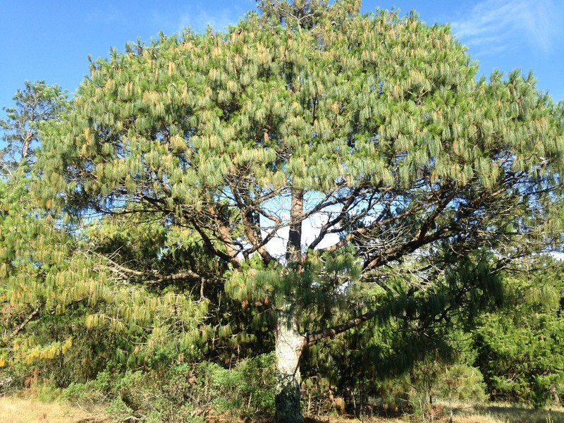 Mexican Weeping Pine photo 2