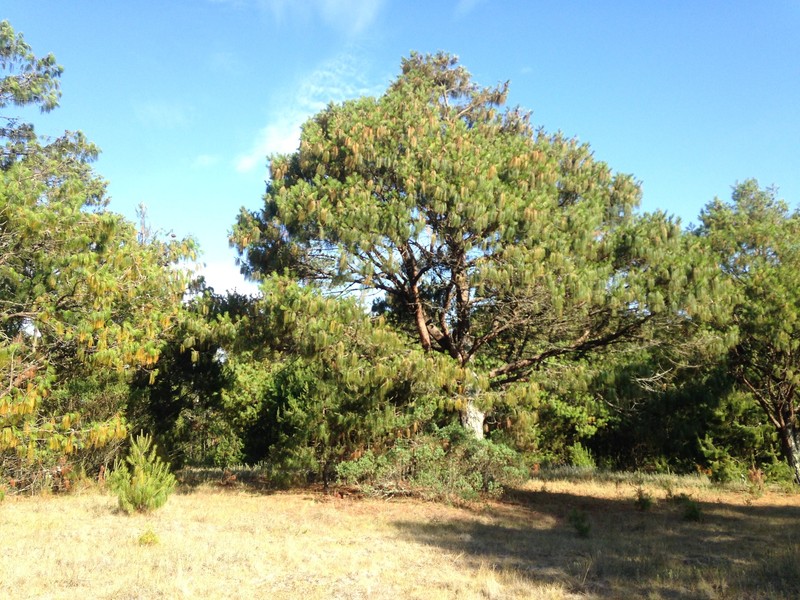 Mexican Weeping Pine photo 3