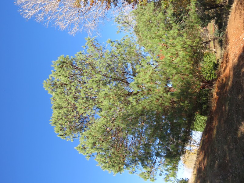 Mexican Weeping Pine photo 4