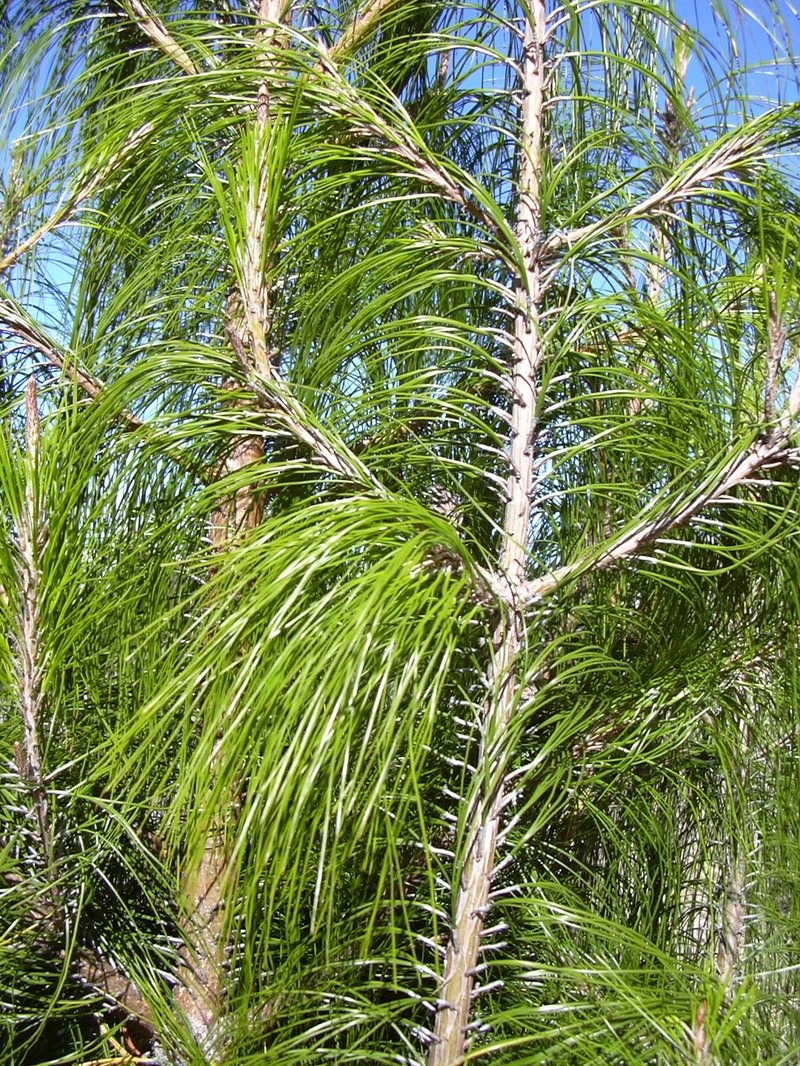Mexican Weeping Pine photo 6