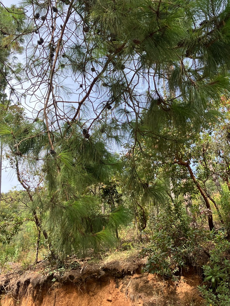 Pinus patula var. longipedunculata