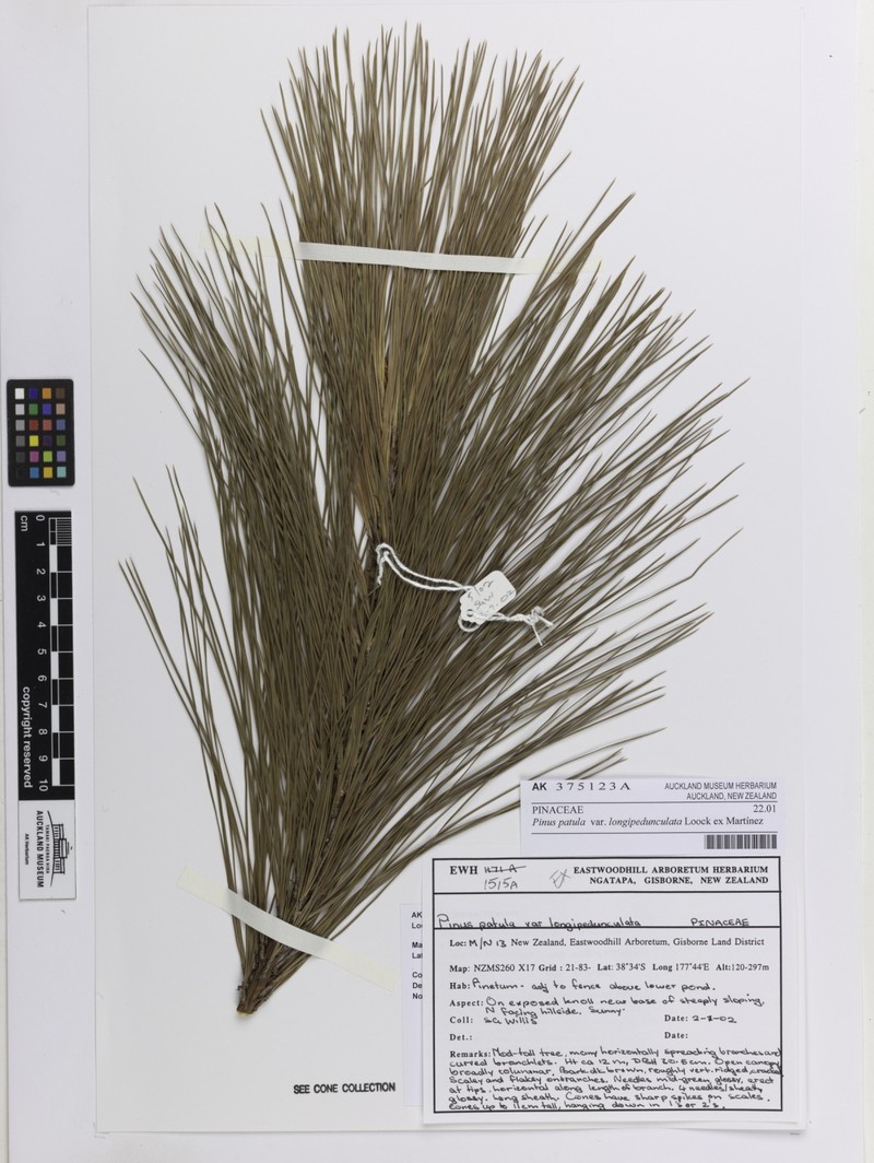 Pinus patula var. longipedunculata photo 2