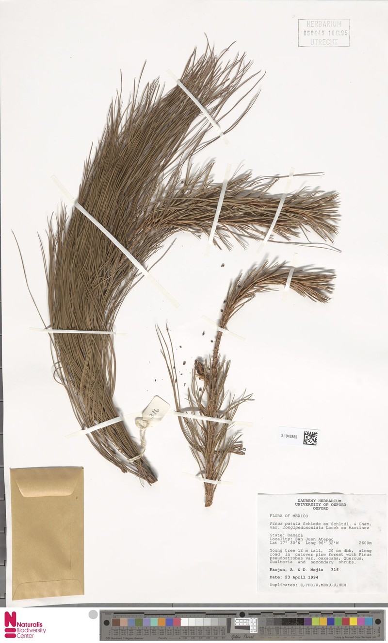 Pinus patula var. longipedunculata photo 3