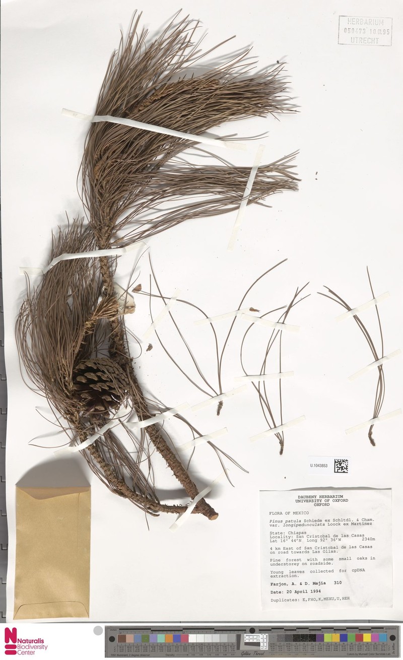 Pinus patula var. longipedunculata photo 4
