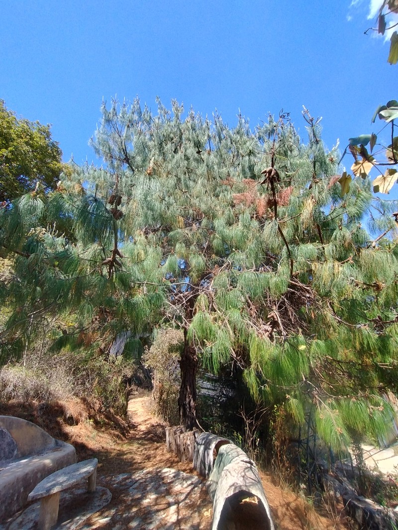 Pinus patula var. patula