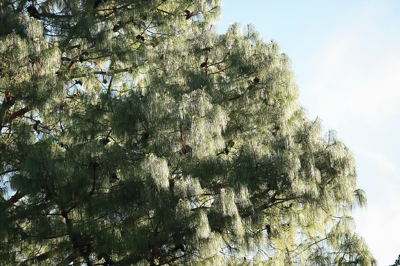 Pinus patula var. patula photo 2