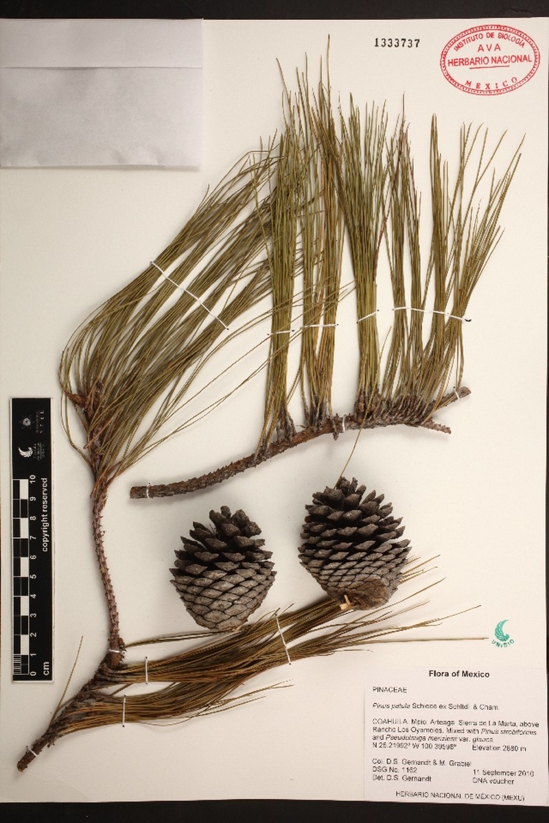 Pinus patula var. patula photo 5