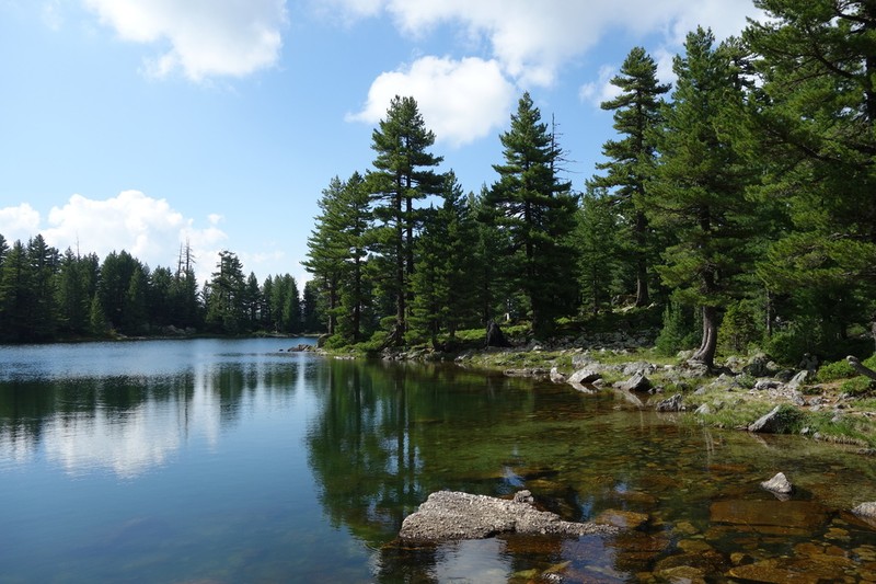 Balkan Pine photo 5