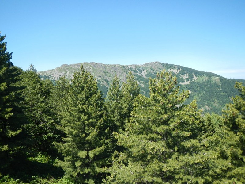 Balkan Pine photo 6