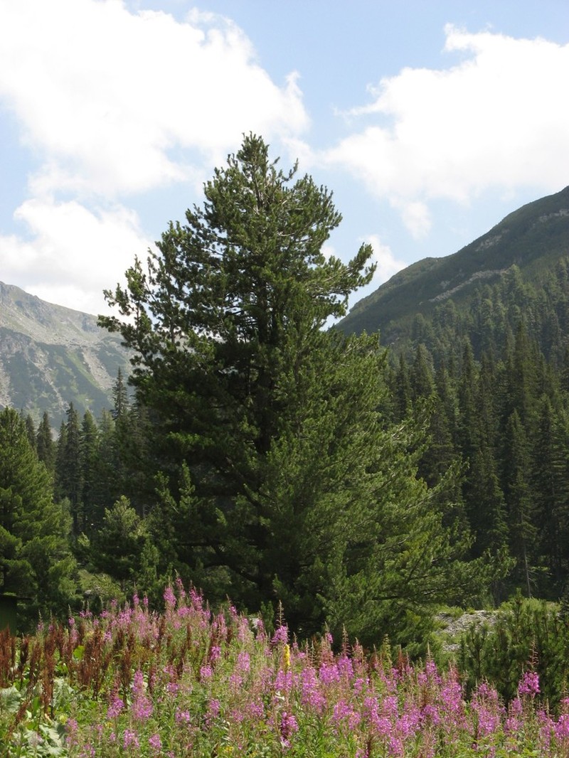 Balkan Pine photo 7