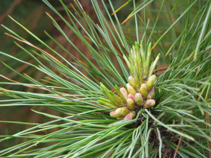 Balkan Pine