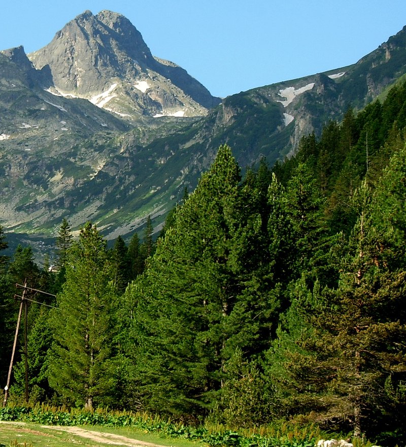 Balkan Pine photo 2