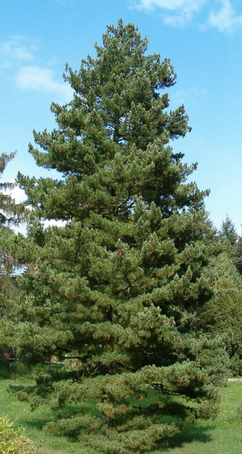 Balkan Pine