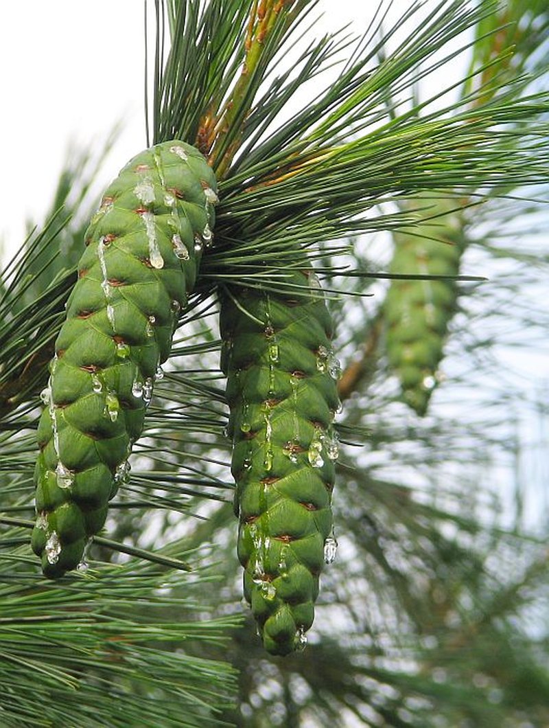Balkan Pine photo 3