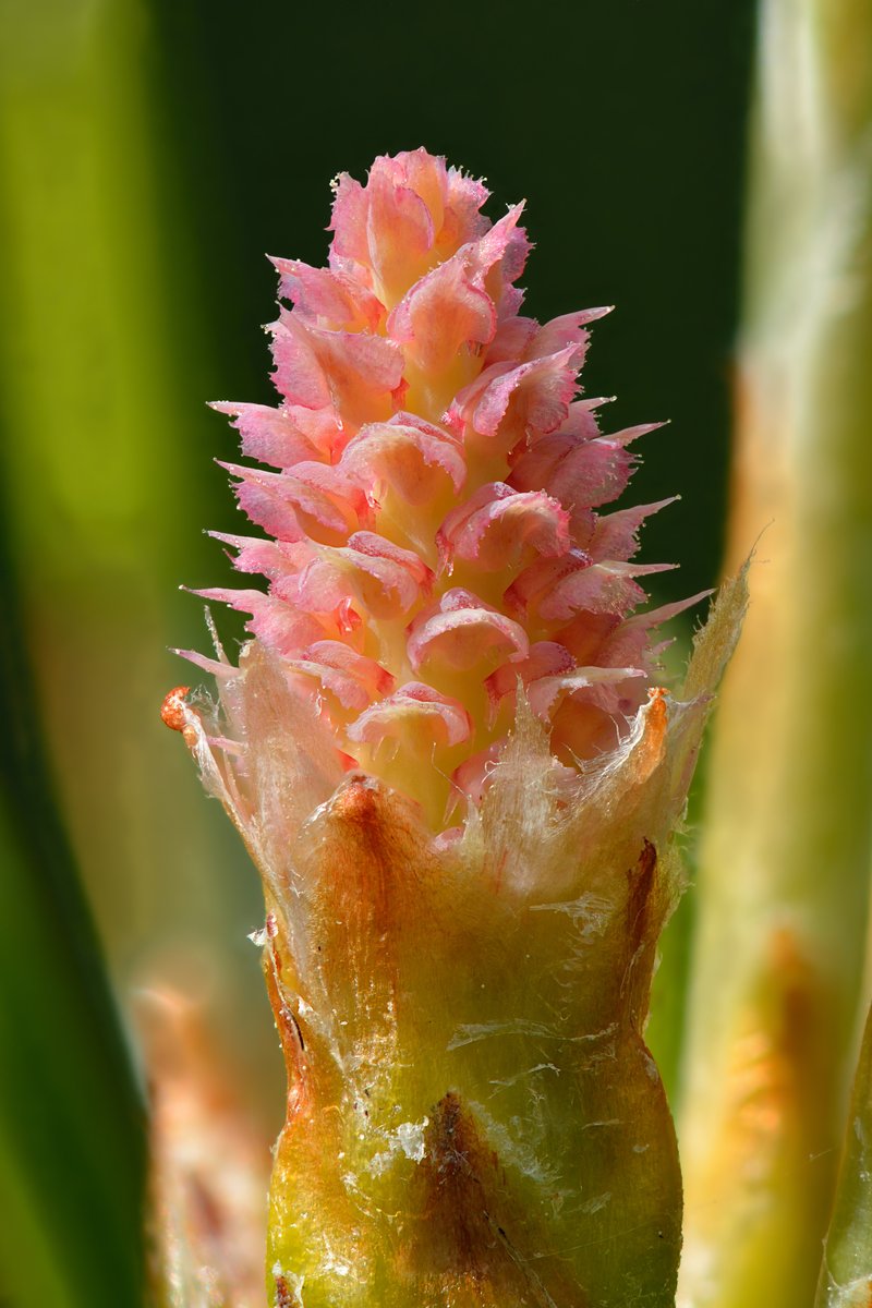 Balkan Pine photo 4