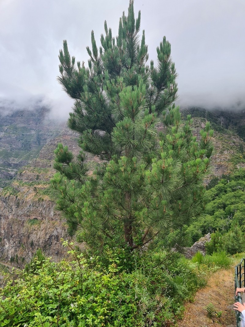 Maritime Pine photo 6