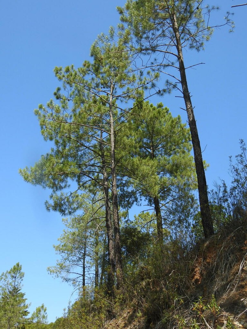 Maritime Pine photo 7