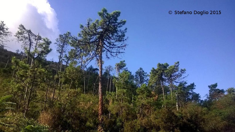Maritime Pine photo 8