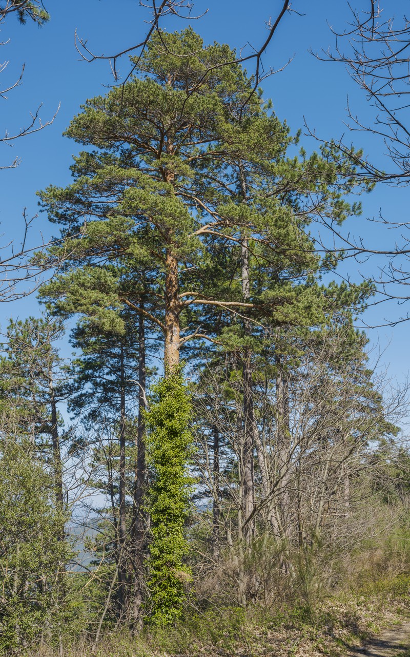 Maritime Pine photo 2