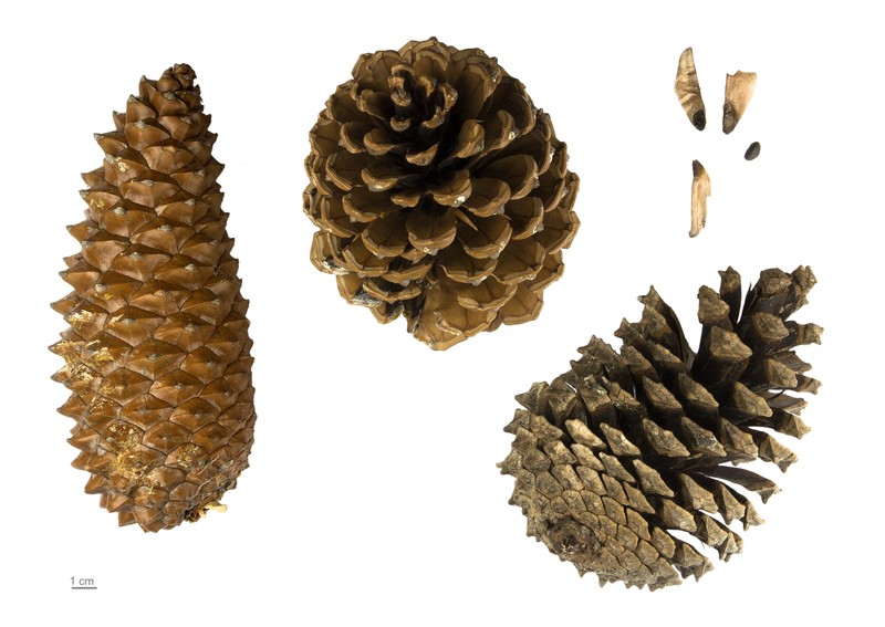 Maritime Pine photo 3