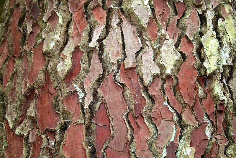 Maritime Pine photo 4