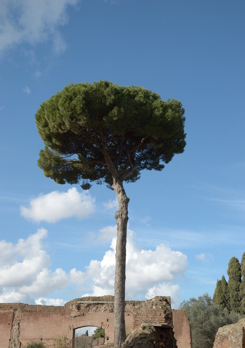 Maritime Pine photo 5
