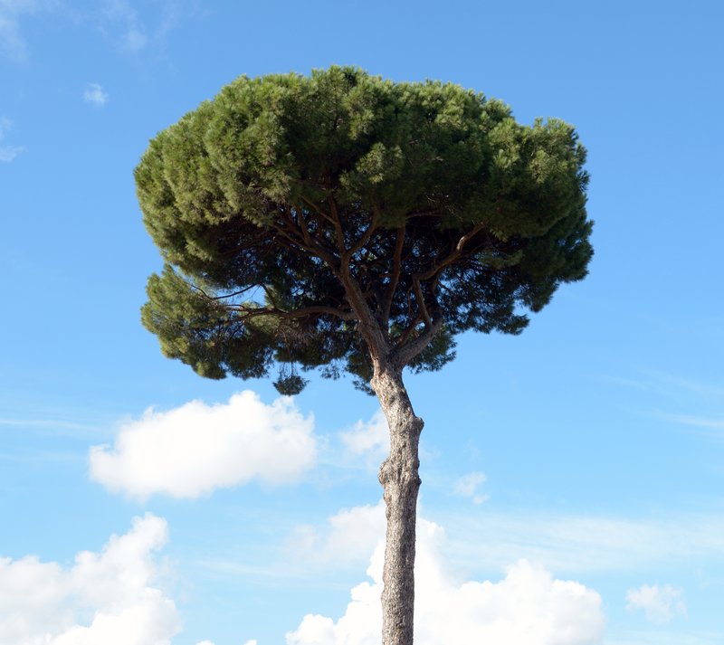 Maritime Pine photo 6