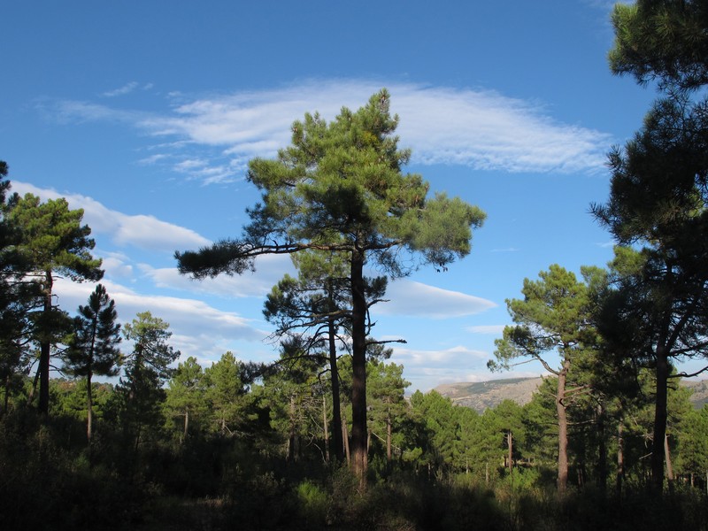 Maritime Pine