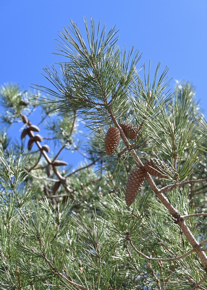 Maritime Pine photo 7