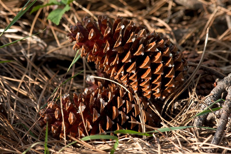 Maritime Pine photo 8