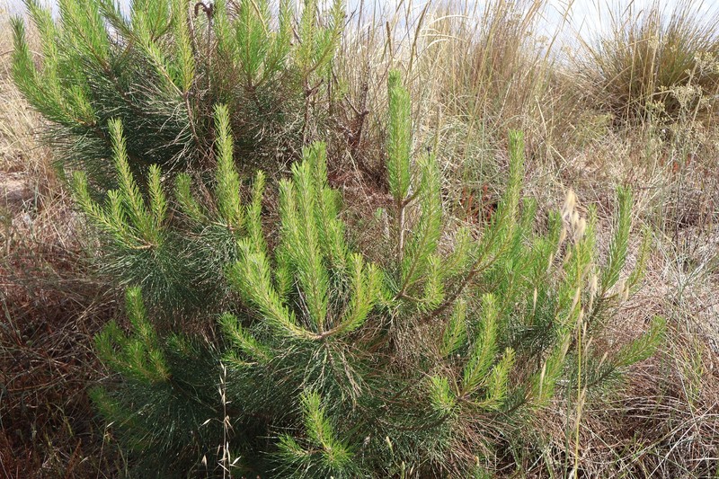 Pinus pinaster subsp. escarena