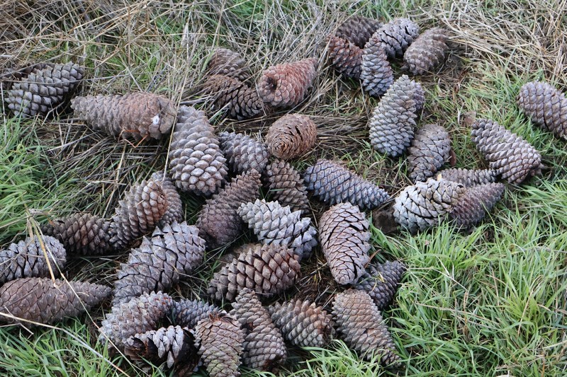Pinus pinaster subsp. escarena photo 2