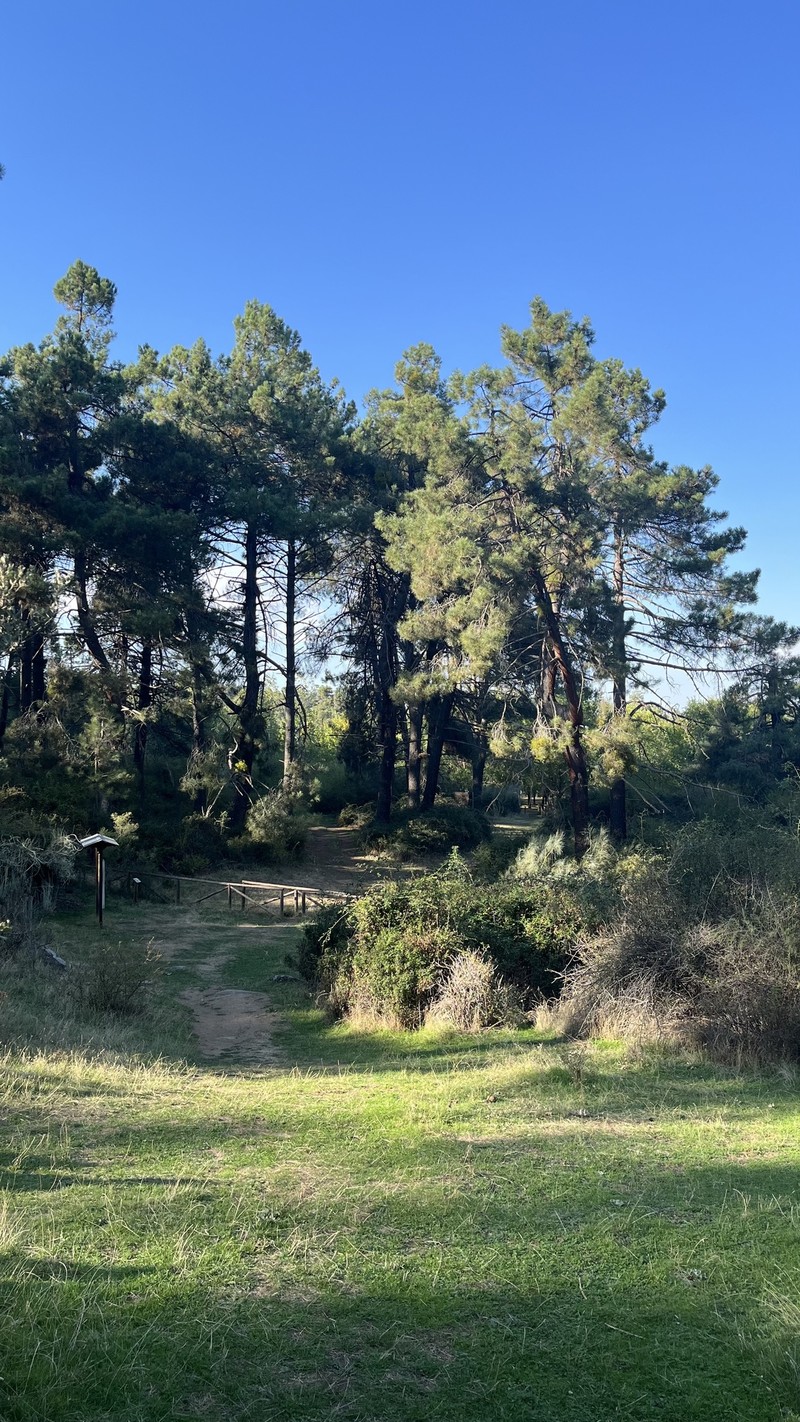 Pinus pinaster subsp. escarena photo 3