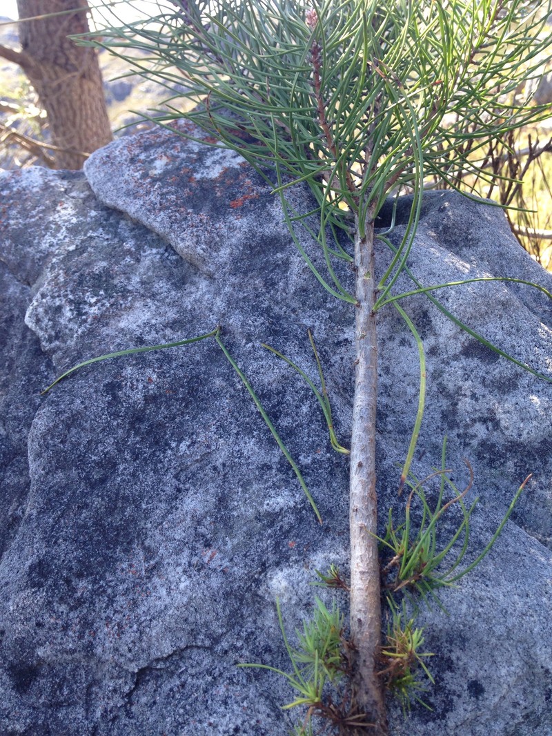 Pinus pinaster subsp. escarena photo 4