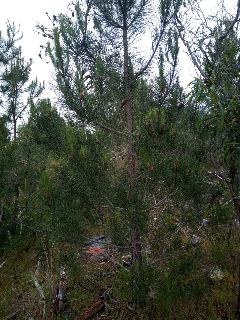 Pinus pinaster subsp. escarena photo 5