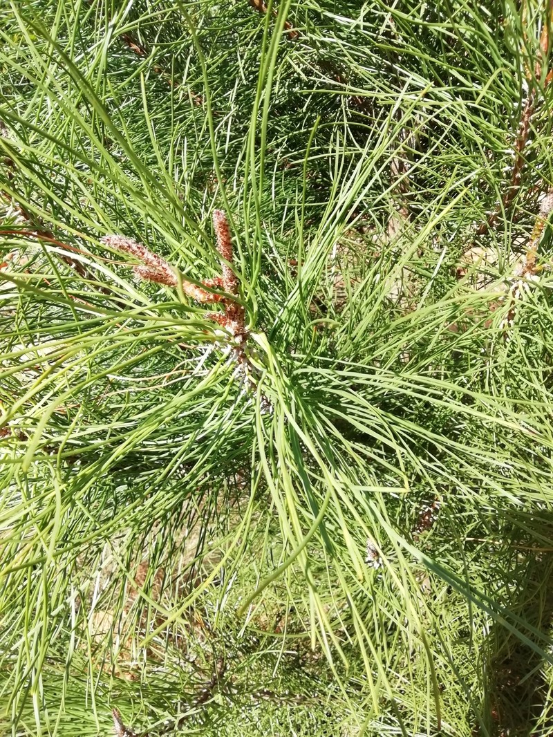 Pinus pinaster subsp. escarena photo 6