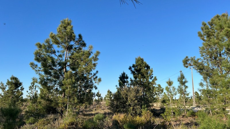 Pinus pinaster subsp. pinaster